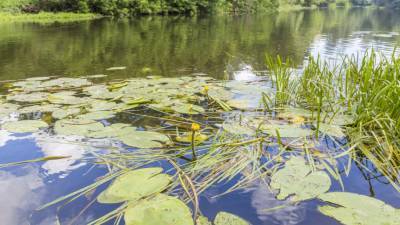 Британские экологи выяснили, как болота предотвратят будущие пандемии