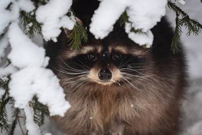 Животные из красноярского зоопарка легли в зимнюю спячку