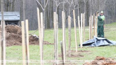 Ольга Богачева - Более 129 тыс. деревьев и кустарников посажено в Витебской области с начала года - belta.by - Витебск