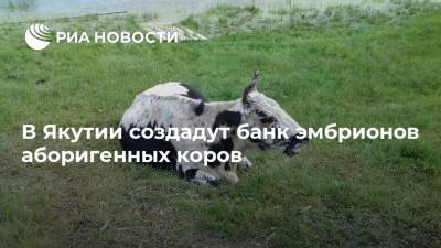 В Якутии создадут банк эмбрионов аборигенных коров