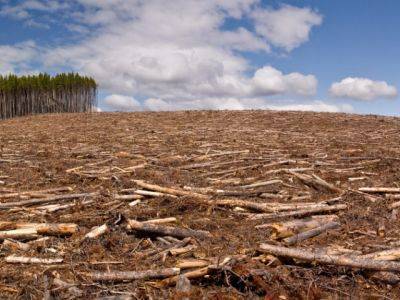 Бывшего министра экологии Алтайского края оштрафовали на 35 тысяч за вырубку леса