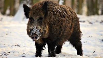 Башкирии может угрожать африканская чума свиней