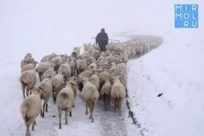 Энрик Муслимов - «Я дома, все в порядке»: как спасали дагестанского пастуха из снежного плена Калмыкии - mirmol.ru - респ. Дагестан - респ. Калмыкия