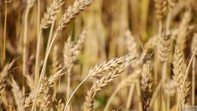 Мукомолы и животноводы России призвали ввести пошлины на экспорт зерновых