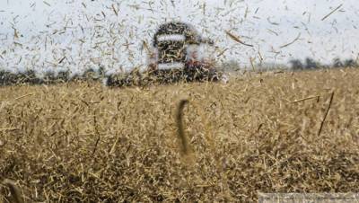 Российские производители просят кабмин ввести пошлины на экспорт зерна