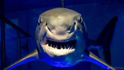 Четырехметровая акула убила купальщика на популярном пляже