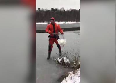 Спасатели помогли гусыне, замерзавшей в пруду в Измайловском парке