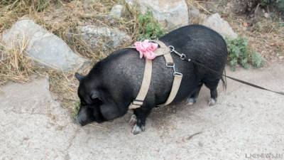 Африканская чума свиней вплотную подкралась к Челябинской области