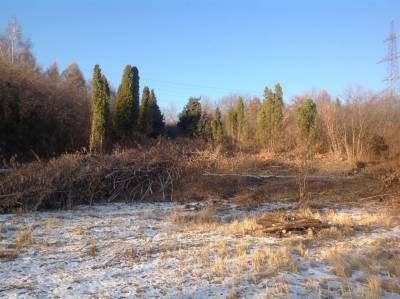 Парк «Приморский» начали расчищать от поросли