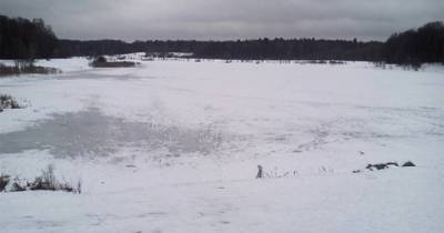Упитанная гусыня застряла на замерзающем пруду в Москве и была спасена
