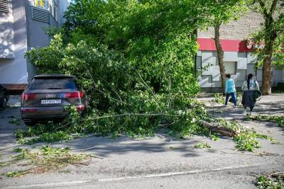 Петербуржец отсудил у «Ленфильма» 620 тыс за то, что дерево у киностудии упало на его авто