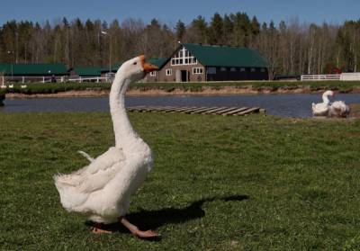В Москве на Лебедянском пруду спасли замерзающего толстого гуся