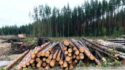 Экс-замглавы Минприроды на Алтае получил штраф за вырубку леса