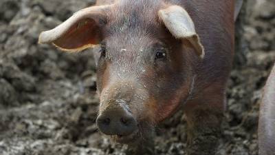 Недалеко от Башкирии обнаружили очаги африканской чумы свиней