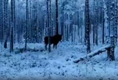 Видео: лось и человек встретились в заснеженном лесу под Приозерском