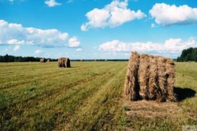 Производство сельхозпродукции в России упало в октябре впервые с 2018 года
