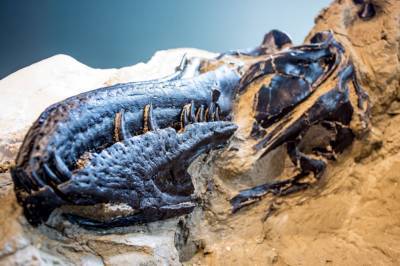 Первый в мире 100% полный скелет тираннозавра найден в битве с трицератопсом