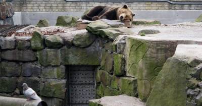 В Калининградском зоопарке показали, как медведь Фима играет с буйком (видео)