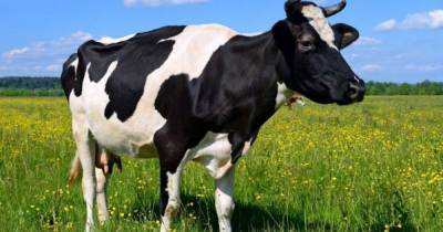 62,3% домохозяйств в Украине содержат сельскохозяйственных животных, - Госстат