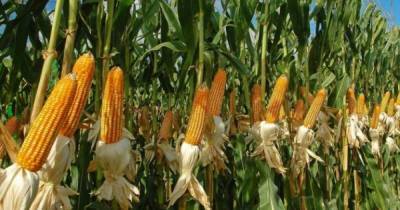 В Украине соберут самый низкий за последние 5 лет урожай кукурузы