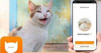 Инженер Amazon создал переводчик кошачьего языка