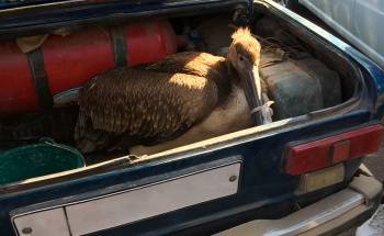 В столичной области спасли редкого розового пеликана, ударившегося о провода