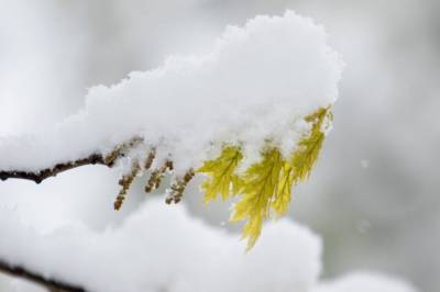 Восточные области Украины запорошило снегом: зрелищные фото
