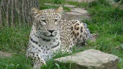 Переднеазиатский леопард попал в объектив фотоловушки на территории Устюртского заповедника