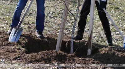 Более 900 тыс. деревьев и кустарников высадили в населенных пунктах Беларуси с начала года