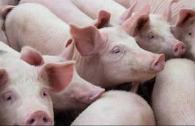 Германия: Цены на свинину снизились почти на 40%