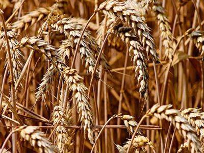Аграрии просят вернуть экспортную пошлину на зерно