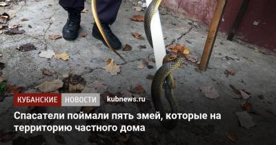 Спасатели поймали пять змей, которые на территорию частного дома