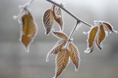 Гололедица, туман и до 6 градусов мороза: Синоптики дали прогноз погоды в Украине на ближайшие дни
