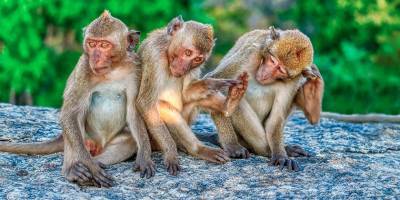 Пианист устроил концерт для сотен обезьян в Таиланде