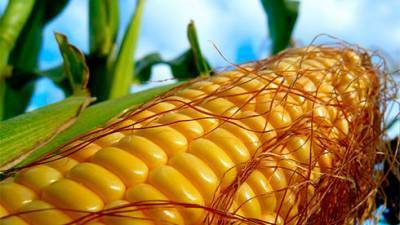 Украине прогнозируют самый низкий урожай кукурузы за последние 5 лет