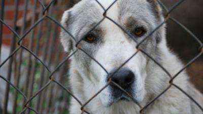 Отдайте собаку! в Ленобласти зоозащитников обвинили в краже животных