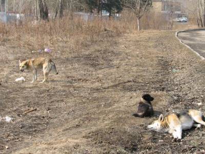 Собачий концлагерь: в Артемовске живодеры истребляют животных за бюджетные деньги