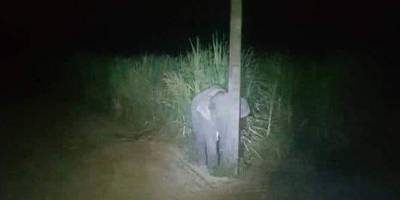 Самый милый преступник. Слоненок кушал сахарный тростник и попытался спрятаться за фонарным столбом, когда его увидели люди — фото