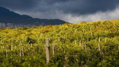 В Крыму посчитали урожай винограда