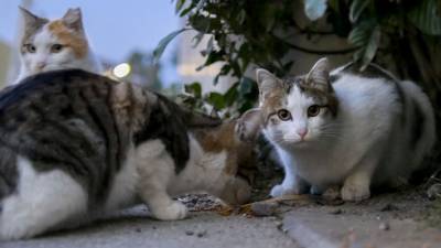 В Беэр-Шеве раздают бесплатный корм для бездомных кошек
