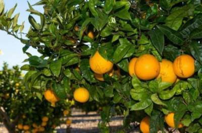 Апельсины могут быть вредны: медики рассказали в каком случае