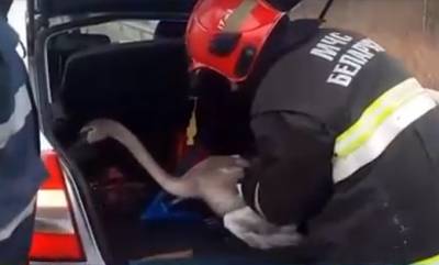Видеофакт. На оживленной автотрассе в Осиповичском районе сотрудники ГАИ и МЧС спасли травмированного лебедя