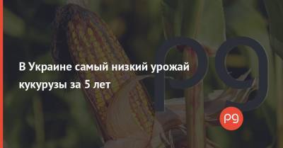 В Украине самый низкий урожай кукурузы за 5 лет