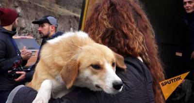 Волонтеры из Армении спасают бездомных собак в Карабахе - видео