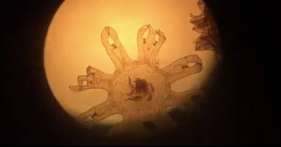 В Музее Мирового океана сняли на видео появившихся на свет медуз