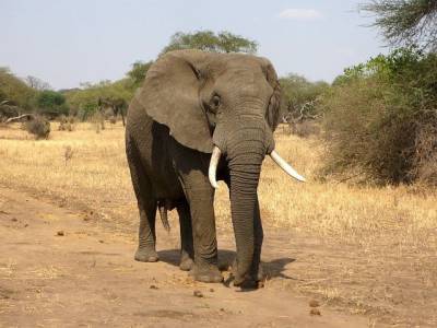 В Индии спасли слона, упавшего в 20-метровый колодец