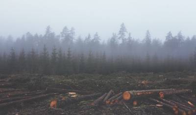 Стали известны имена причастных к «санитарной» рубке леса в Красноярском крае