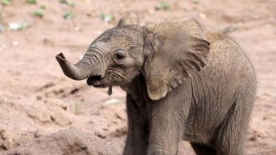 Видео чудесного спасения слоненка, провалившегося в ловушку в Индии