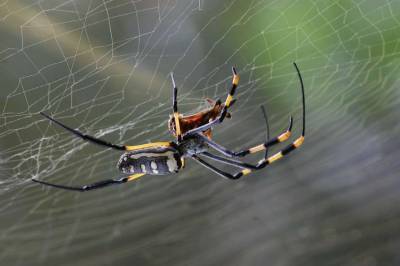 Ученые объяснили, почему не следует убивать пауков в доме