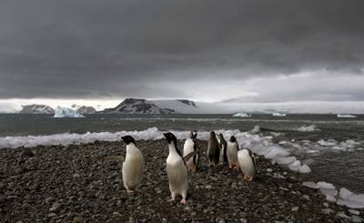 Антарктида - The Conversation (Австралия): 200 лет назад люди открыли Антарктику и сразу же начали наживаться, практически полностью уничтожив некоторых животных - inosmi.ru - Австралия - штат Коннектикут